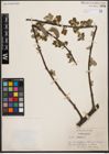 Foto von Salix caprea L.